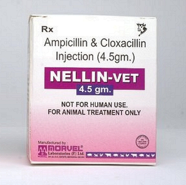 Ampicillin + Cloxacillin Injection