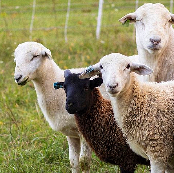 Rafoxanide Sheep