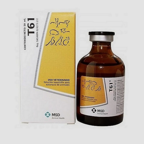 T61