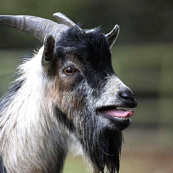 Rafoxanide Goat