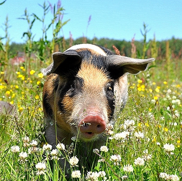 Eimeria Rhusiopathiae Vaccine